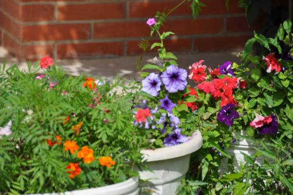 Flôres no hotel Florida, em Filadelfia - Paraguai